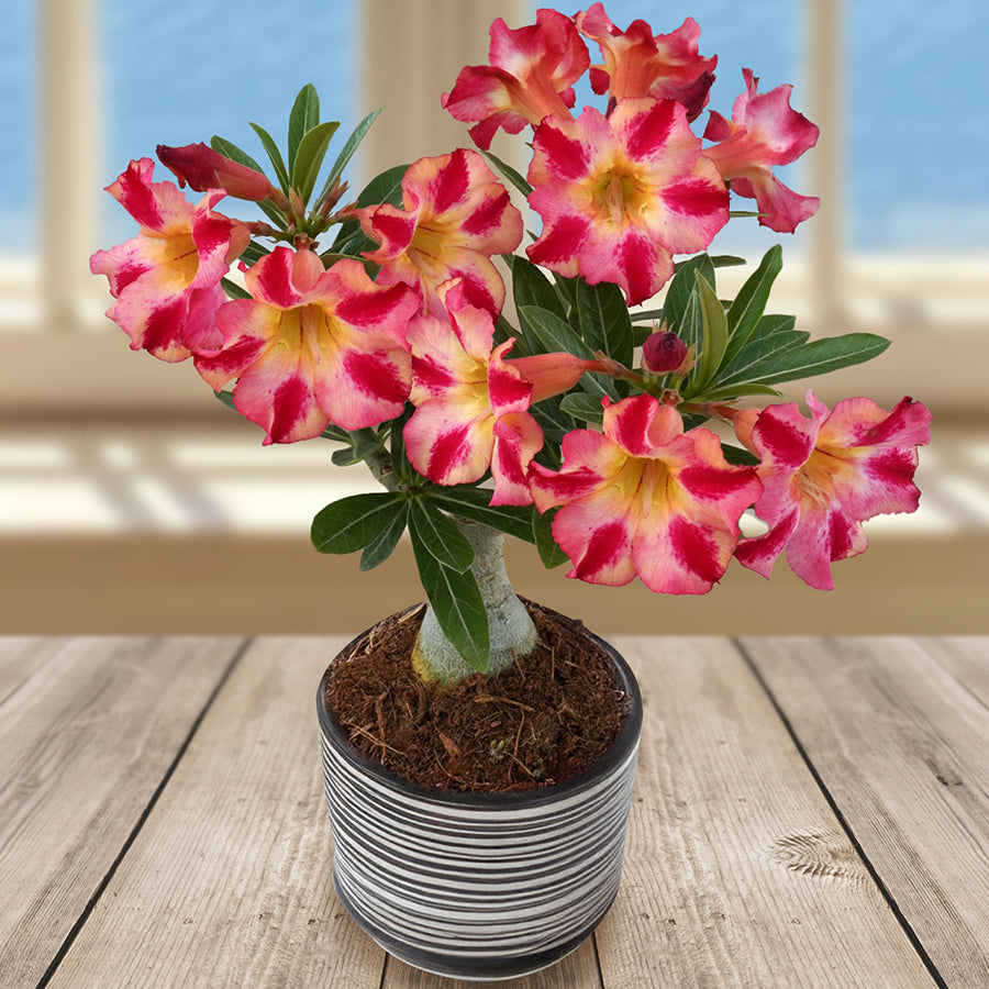 Desert Rose ƒ??Fireworksƒ?? (Adenium hybrid)